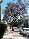 Jacaranda Trees 2.jpg