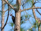_woody_P4220356.jpg