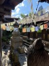 IMG_7976.JPEG