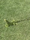 Iguana.jpg
