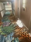 IMG_6043.jpeg