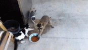 rac.gif