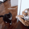 47101363-7E7F-45E4-A736-F0C88D802C32.gif