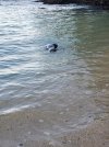 monkseal.jpg