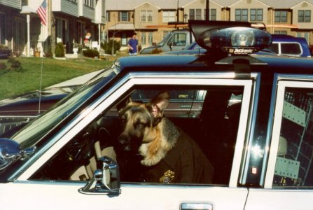 PoliceDog1.jpg