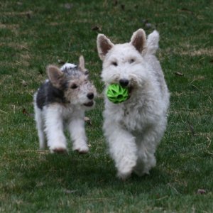 Sarge & Scout.JPG
