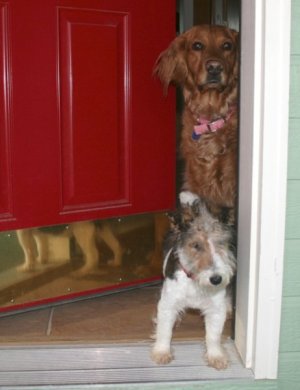 Sierra & Scout.jpg
