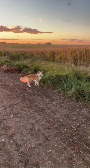 sadie walk.jpg