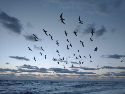 birds.JPG