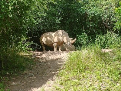 rhino.JPG