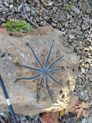 up close starfish.jpg