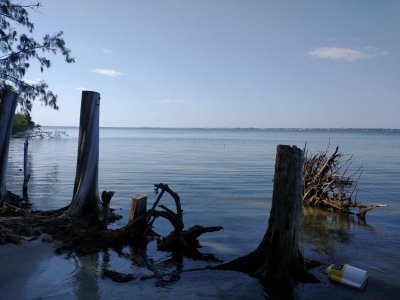 beach with trees.jpg