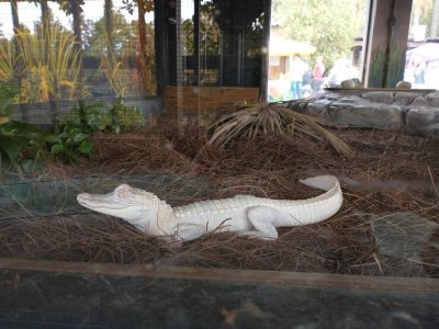 white gator.jpg