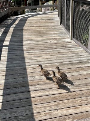 IMG_2022-7-11-102651.jpg