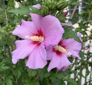 4580364B-914B-40D6-8AC7-95AED771294A.jpeg