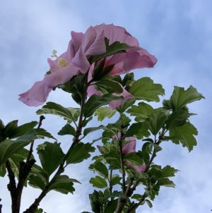 E4242F9C-527E-4E4A-8A4F-A68E136C486A.jpeg