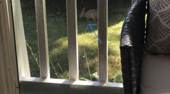 44EE0C62-7C7D-4D29-9488-3D96CAD2DF4E.jpeg