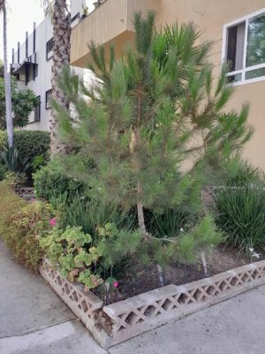 Evergreen, August 5th.jpg