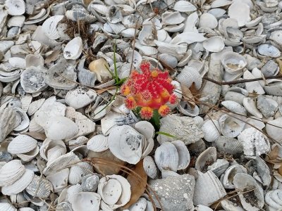 up close cactus.jpg