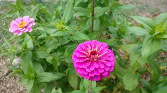 up close zinnia.jpg