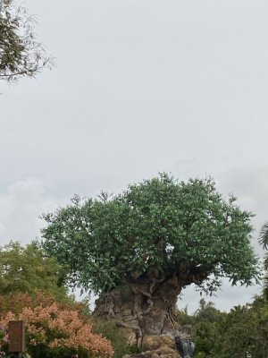 IMG_3762.JPEG