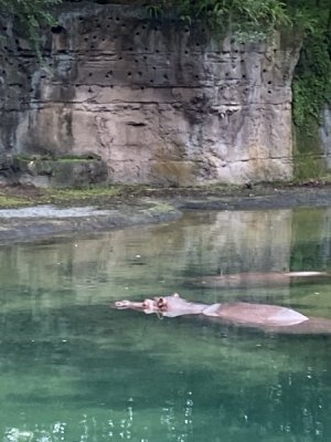 IMG_3774.JPEG