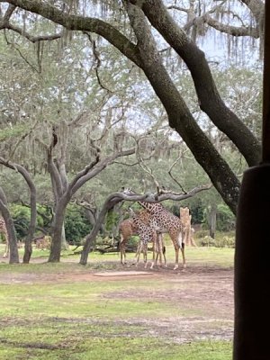 IMG_3781.JPEG