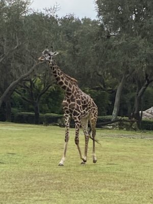 IMG_3789.JPEG