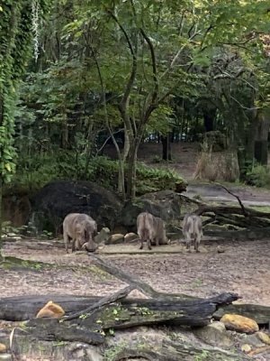 IMG_3822.JPEG