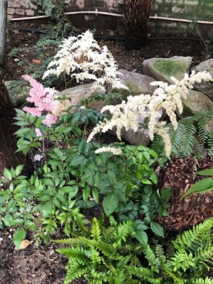 high tea garden 4.jpg