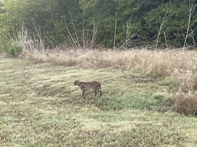 Bobcat.jpeg