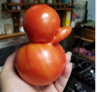 Tomato Duck.jpg