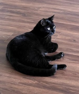 Luna 2.jpg