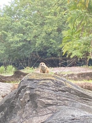 IMG_3836.JPEG