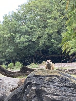 IMG_3837.JPEG
