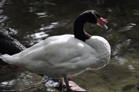 Animal Kingdom- Oasis Area Black-Necked Swan.JPG