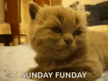 1664712446295.gif