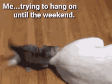 2A1ADCC4-E087-4DE6-890C-973EA2D397F7.gif
