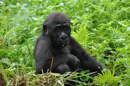 Animal Kingdom- Pangani Forest Exploration Trail61.JPG