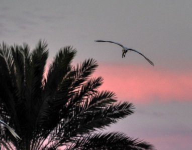 bird_PA090959.jpg