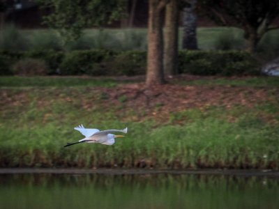 bird2_PA090891.jpg