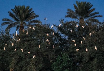 egrets_au_PA010681.jpg