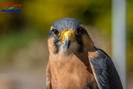 american_kestral.jpg