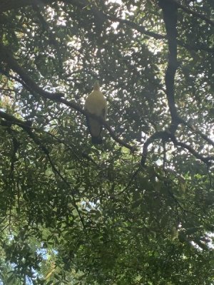 IMG_1466.JPEG