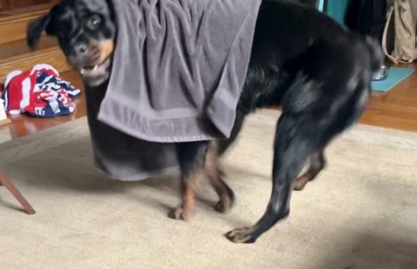 Wild and crazy dog.jpg