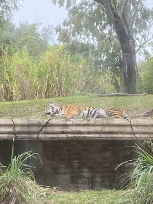 IMG_3959.JPEG