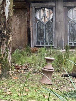 IMG_3961.JPEG