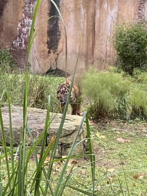 IMG_3965.JPEG