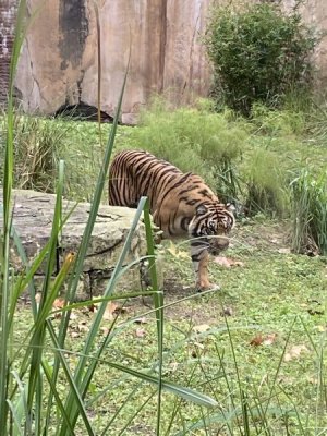 IMG_3966.JPEG