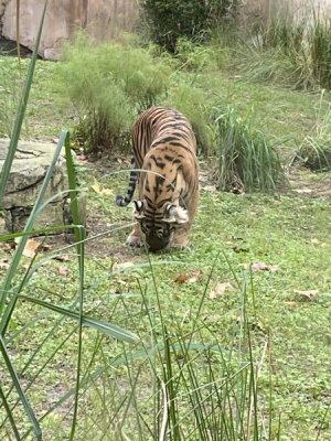 IMG_3967.JPEG